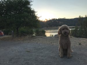 Oakley in front of a lake at our camping spot