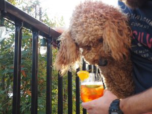 Cute dog sniffing the aperol spritz