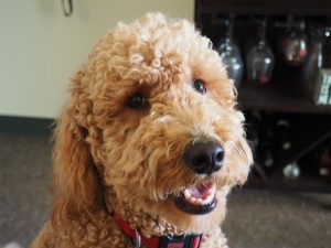 Goldendoodle