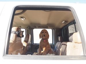 Oakley in the back of the truck.