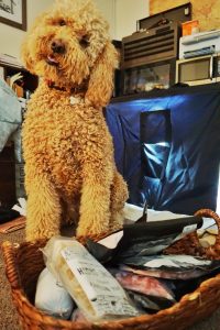 Goldendoodle curious about the meat.