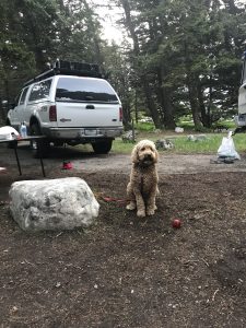 Oakley playing with a red ball at the campsite.