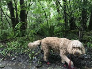 Dog walking through the mud with little boots on its paws.