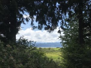 Several trees with Mount Saint Helens in the background.