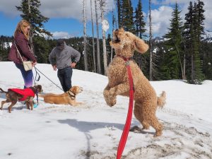 Cute dog jumping to catch a snowball.