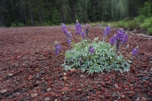 A little purple and green bush growing in the road.