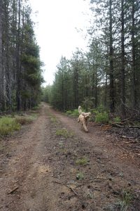 Oakley the goldendoodle running through the forest.