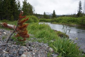 A stream with mountains in the background.