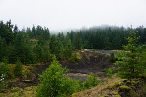 A view of the forest where we camped.