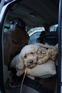 Dog cuddling with a toy in the truck.