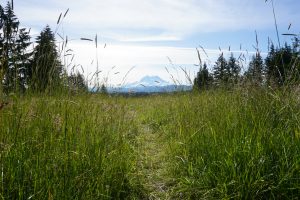 A grassy field with Mt. Rainier in the background.