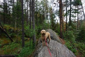 Cute dog standing on top of a boulder in the forest.