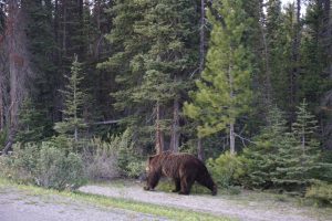 A large grizzly bear with trees in the background.