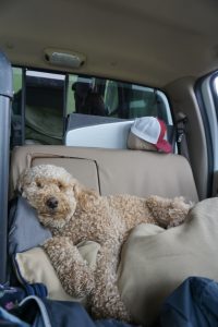 A dog sleeping in the backseat of the truck.