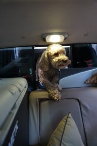 Oakley crawling through a small window from the bed of the truck to the backseat.