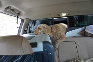 Oakley resting his head on the fridge staring out the window of the truck.