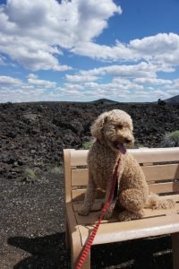 Oakley sitting on a bench with lava rock in the background.