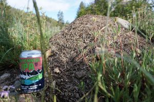 A can of beer next to a giant anthill for scale.