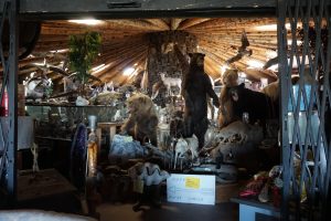 A circular room filled with taxidermy.