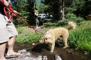 Cute dog standing in small river.