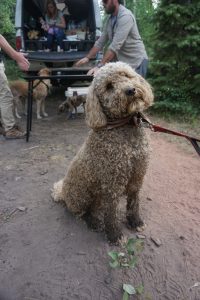 Dog covered in mud after running through the river.