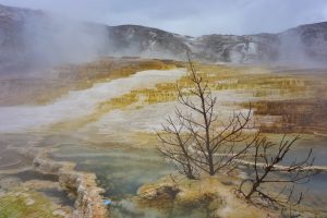 A small tree growing in steaming hot springs. 