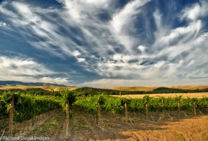 Vineyards in Walla Walla, Washington.