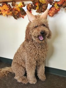 Goldendoodle dog wearing a turkey drumstick headband.