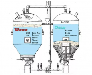 An infographic of the ale vs. lager fermentation process.