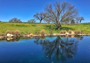 A view of oak trees and the pond within the Beckmen Vineyards property.