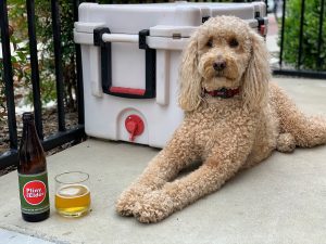 Oakley the goldendoodle sitting next to Pliny the Elder beer.