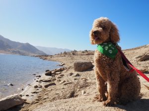 Oakley sitting at the edge of Lake Isabella.