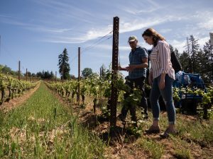 Caitlin with winemaker Steve Lutz from Lenné Estate in Willamette Valley observing grapevines in the vineyard.