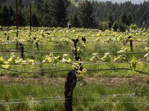 Rows of grapevines in a Willamette Valley vineyard.