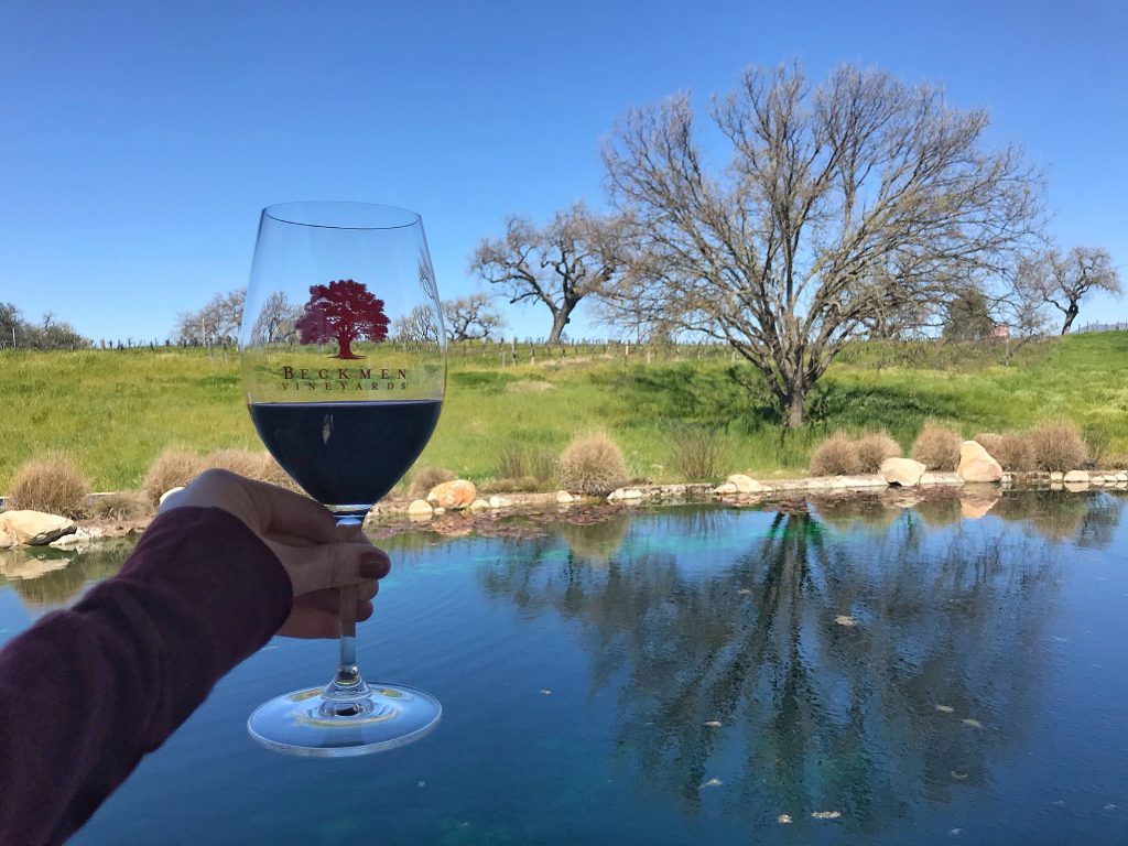 Glass of Beckmen Syrah held up to the pond and oak trees on the Beckmen Vineyards lot.