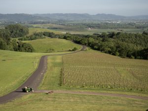 Vineyards and rolling hills in the Willamette Valley.