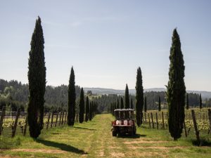 Cypress trees and vineyards at Alloro Vineyard.