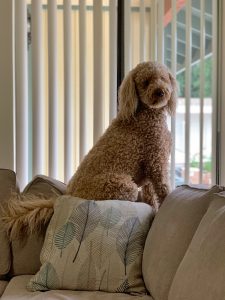 Oakley the goldendoodle looking out the window.