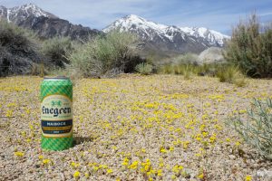 Can of Enegren Maibock surrounded by yellow wildflowers.