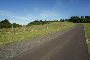 The road leading up to Youngberg Hill, perched on the hill above.