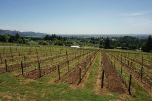 View of the Bells Up vineyard.