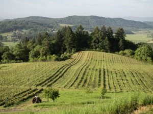 Wayne on his tractor in the vineyard.