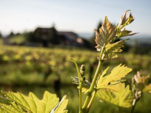 A photo of bud break on a Youngberg Hill vine.