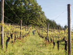 Caitlin in a vineyard studying bud break on the vines.