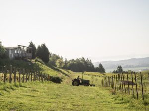 Wayne driving a tractor through the Youngberg Hill vineyard.