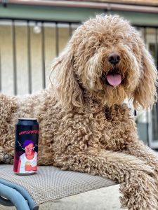 Oakley the goldendoodle with a can of Institution Ale's West Coast or Die IPA. 