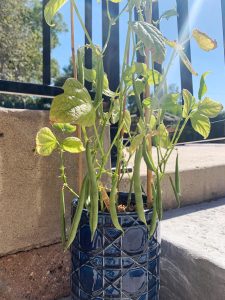 Green beans from my garden