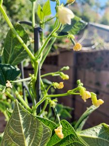 Photo of baby green beans in my garden