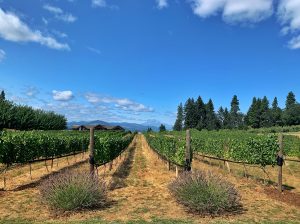 Stave and Stone vineyard and view of Mt. Adams