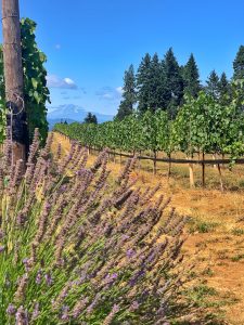 Lavender, grapevines and Mt. Adams